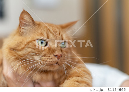 抱っこ 茶トラ猫 抱っこ 茶トラ猫 81154666