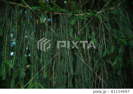 ドイツトウヒの枝と葉 81154697