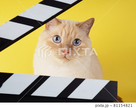 White cheerful cat looks through Clapperboard on a yellow background 81154821