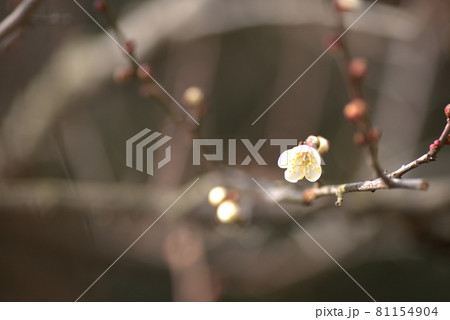 小鳥の森(三徳園) ひっそり咲いた新春の白梅の花 岡山県岡山市東区 小鳥の森(三徳園) ひっそり咲いた新春の白梅の花 岡山県岡山市東区 81154904