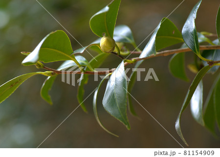 小鳥の森(三徳園)の新春のツバキのつぼみ 岡山県岡山市東区 小鳥の森(三徳園)の新春のツバキのつぼみ 岡山県岡山市東区 81154909
