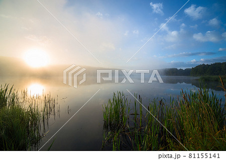 foggy lakeside at sunrise with tall grass 81155141