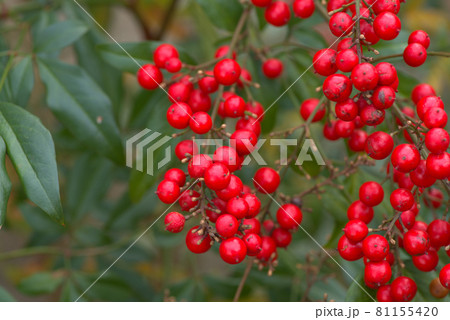 小鳥の森(三徳園) まっ赤に色づいたナンテンの実 岡山県岡山市東区 小鳥の森(三徳園) まっ赤に色づいたナンテンの実 岡山県岡山市東区 81155420
