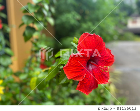 Flower (Chinese hibiscus, China rose) in garden 81156013