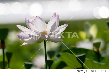 白い蓮の花 81156374