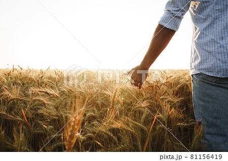 Male hand touches wheat ears on field at sunset 81156419