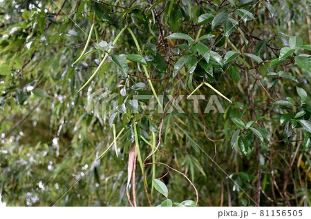 テイカカズラの実 81156505