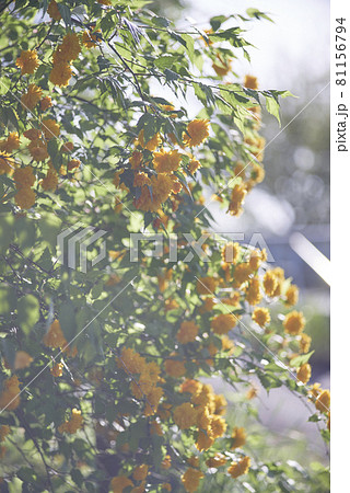 黄色の花 エモいの写真素材