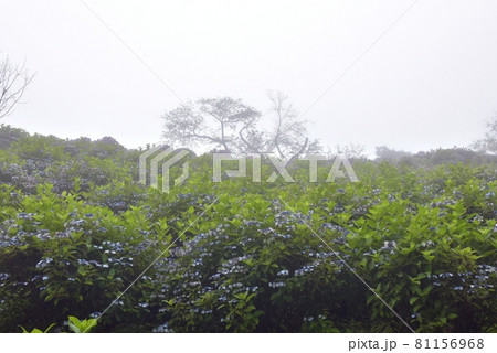 曇天の梅雨空、秩父美の山公園のガクアジサイの斜面を見上げる 81156968