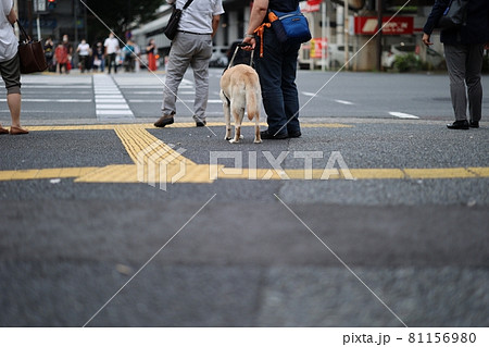 盲導犬と点字ブロック 盲導犬と点字ブロック 81156980
