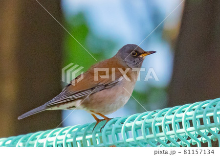単独行動が好きでピョンピョン跳ねて食べ物を探す冬鳥 シロハラ 単独行動が好きでピョンピョン跳ねて食べ物を探す冬鳥 シロハラ 81157134