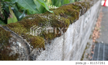 Moss Wall Japan 81157261