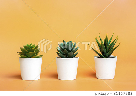 Three mini succulents in pot on pastel orange color background Three mini succulents in pot on pastel orange color background 81157283