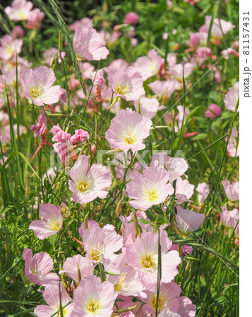 荒川河川敷に咲くヒルザキツキミソウ 81157431