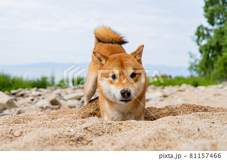 Happy red shiba inu dog plays on the sand. Red-haired Japanese dog smile portrait. 81157466