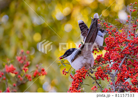 東日本だけで観ることができるヘルメットのような頭のオナガ 東日本だけで観ることができるヘルメットのような頭のオナガ 81157533