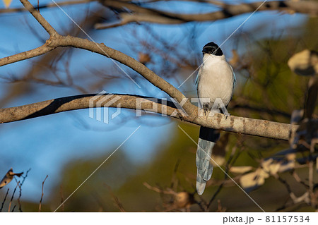 東日本だけで観ることができるヘルメットのような頭のオナガ 81157534