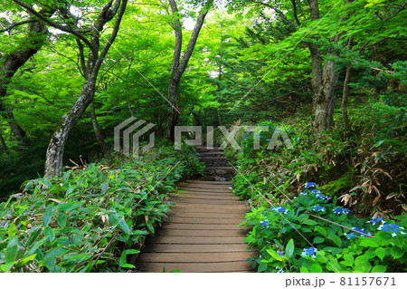 森 階段 スポット 81157671