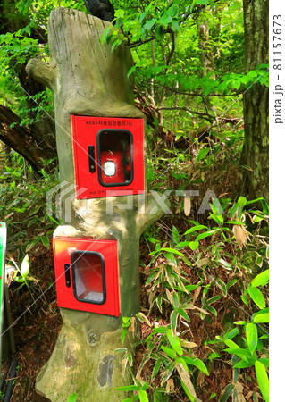 森 花 スポット 81157673