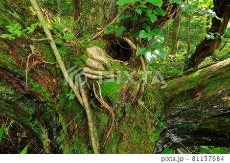 木 古木 森 81157684
