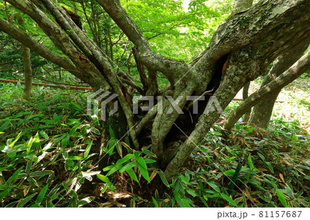 木 古木 森 81157687