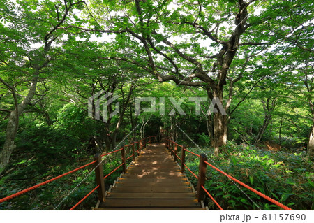 木 古木 森 81157690
