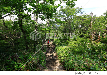 木 古木 森 81157698