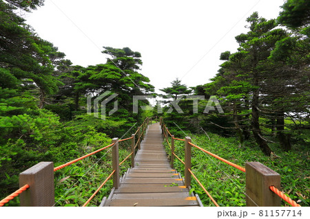 森 階段 スポット 81157714