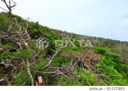 木 古木 森 81157865