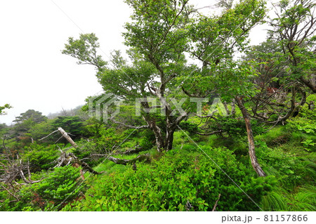 木 古木 森 81157866