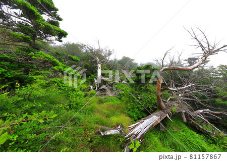木 古木 森 81157867