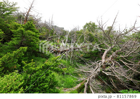 木 古木 森 81157869