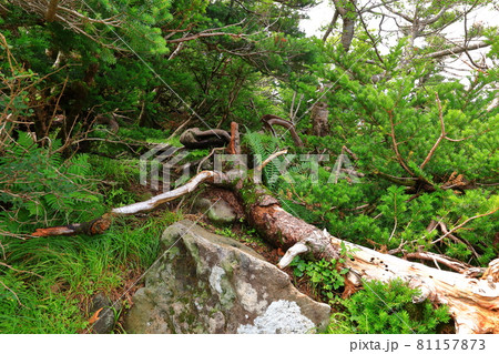 木 古木 森 81157873