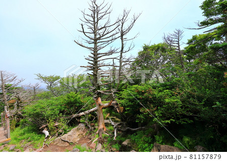 木 古木 森 81157879