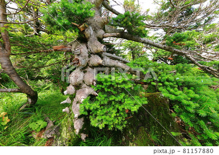 木 古木 森 81157880