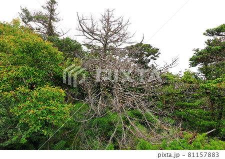 木 古木 森 81157883