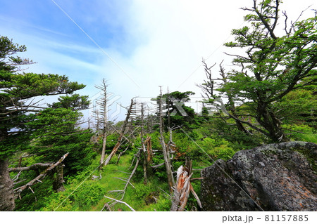 木 古木 森 81157885
