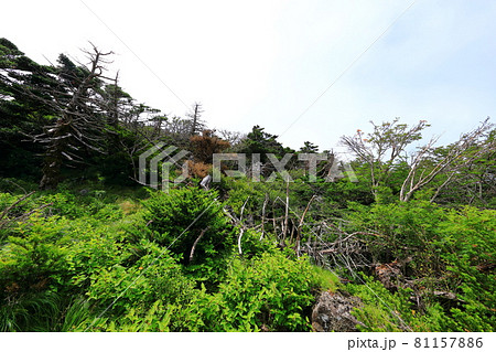 木 古木 森 81157886