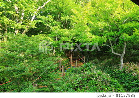 木 古木 森 81157938
