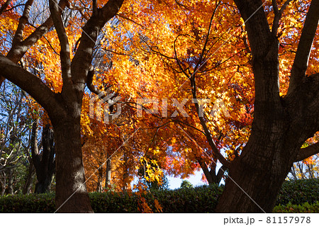 色鮮やかに野山を飾る公園の紅葉 色鮮やかに野山を飾る公園の紅葉 81157978