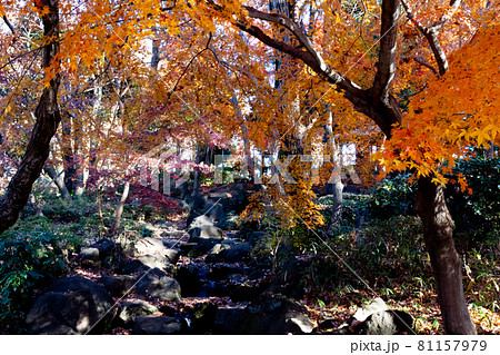色鮮やかに野山を飾る公園の紅葉 81157979