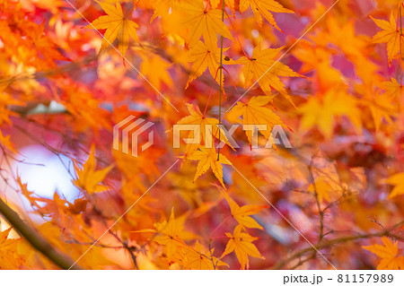 色鮮やかに野山を飾る公園の紅葉 色鮮やかに野山を飾る公園の紅葉 81157989