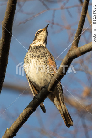 夏になって渡りで姿を消すと鳴き声が聞こえなくなることからツグミの名が付いた冬鳥 夏になって渡りで姿を消すと鳴き声が聞こえなくなることからツグミの名が付いた冬鳥 81158051
