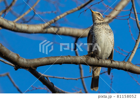 夏になって渡りで姿を消すと鳴き声が聞こえなくなることからツグミの名が付いた冬鳥 81158052