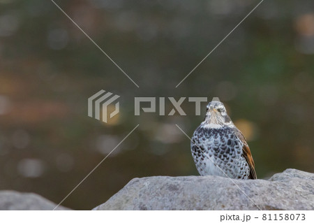 夏になって渡りで姿を消すと鳴き声が聞こえなくなることからツグミの名が付いた冬鳥 夏になって渡りで姿を消すと鳴き声が聞こえなくなることからツグミの名が付いた冬鳥 81158073