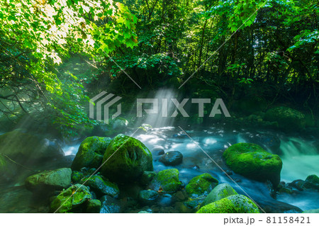 光織りなす尚仁沢湧水 光織りなす尚仁沢湧水 81158421