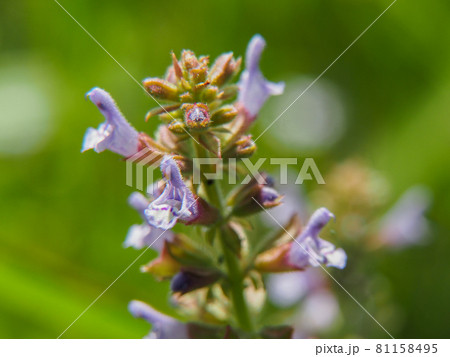 荒川河川敷に咲くミゾコウジュ 荒川河川敷に咲くミゾコウジュ 81158495