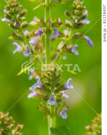 荒川河川敷に咲くミゾコウジュ 荒川河川敷に咲くミゾコウジュ 81158497