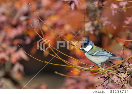 胸のネクタイが可愛らしい身近な野鳥 シジュウカラ 胸のネクタイが可愛らしい身近な野鳥 シジュウカラ 81158714