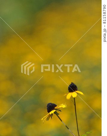 花壇で黄色いルドベキアの花が咲いていました 花壇で黄色いルドベキアの花が咲いていました 81158790